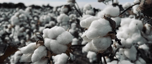 Organic Cotton